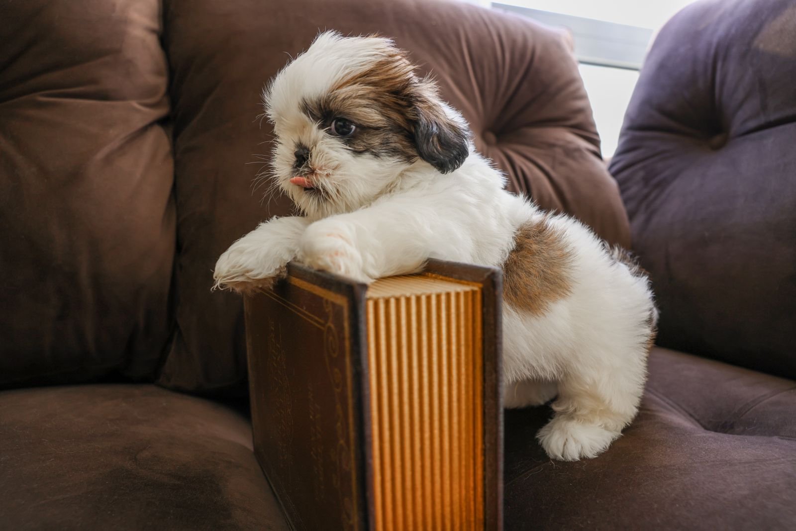 Poodle Puppies, Shih Tzu Puppies, and Chow Chow Puppy